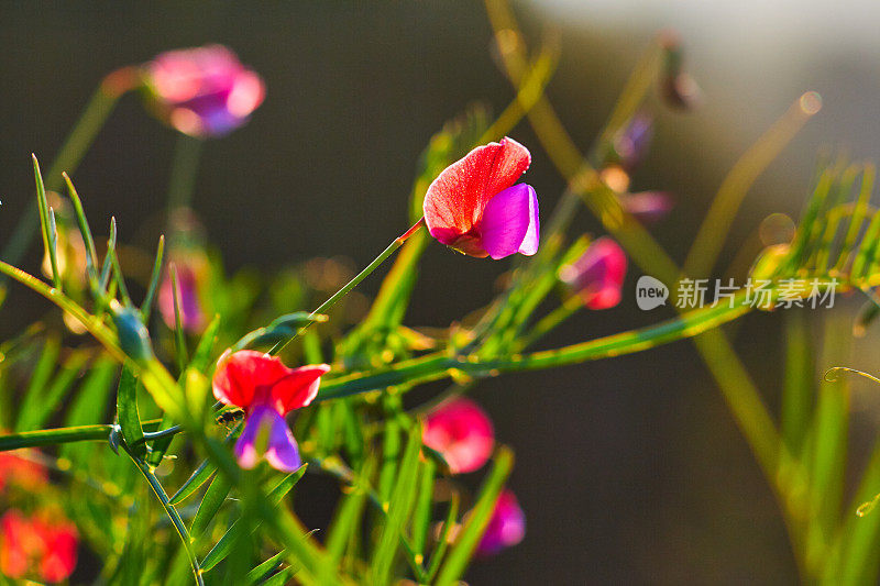 西班牙紫菜- Lathyrus clymenum